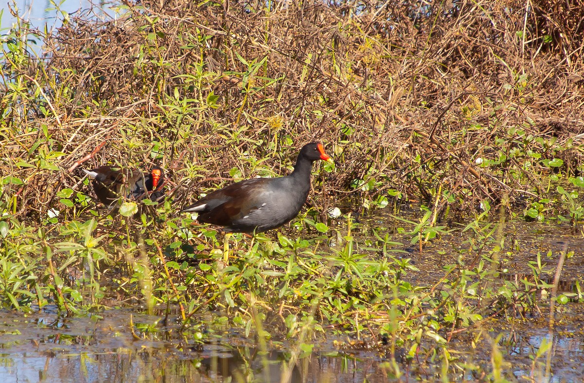 Common Gallinule - ML647210301
