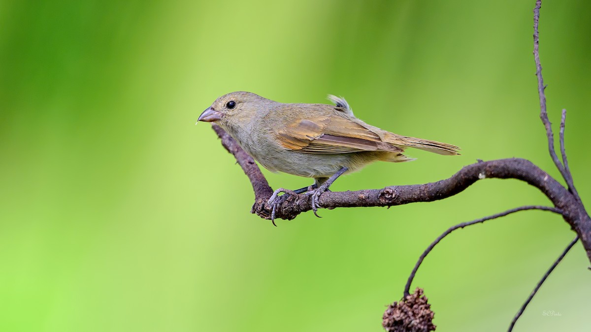 Barbadosgimpeltangare - ML647210302