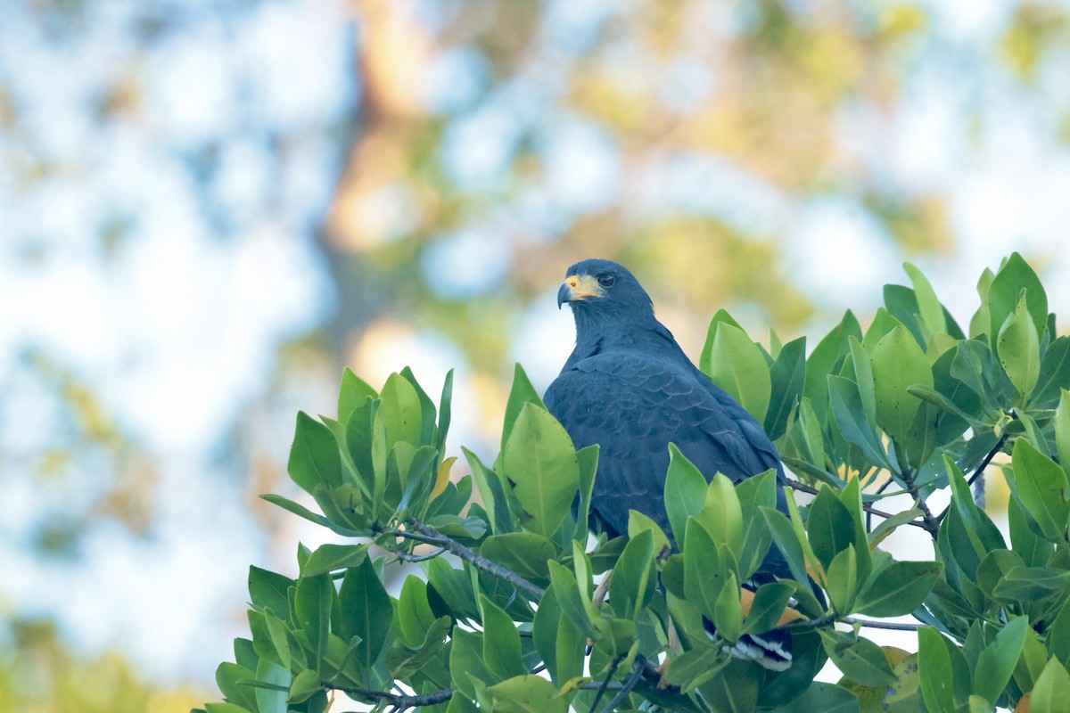 Common Black Hawk - ML647210309