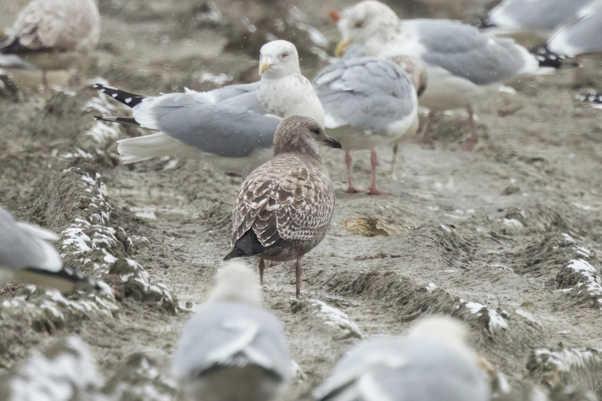 American Herring Gull - ML647210312