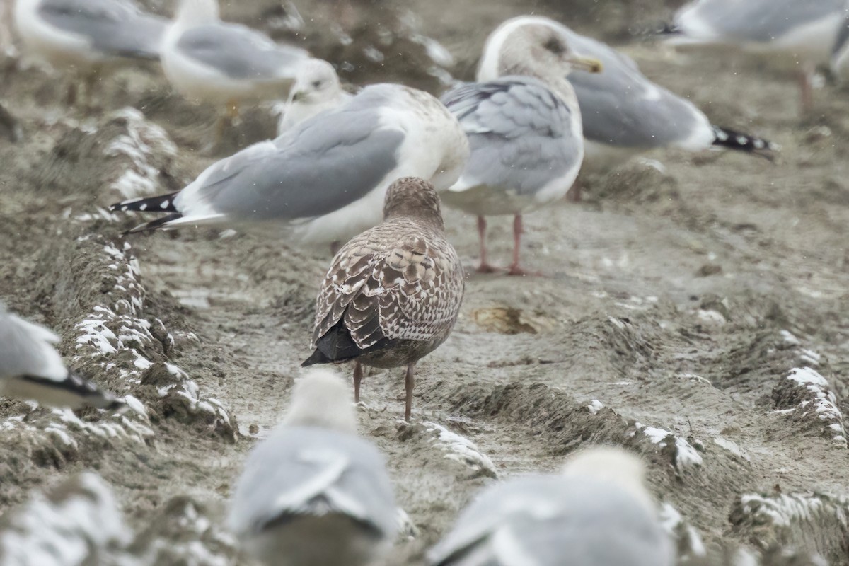 American Herring Gull - ML647210313