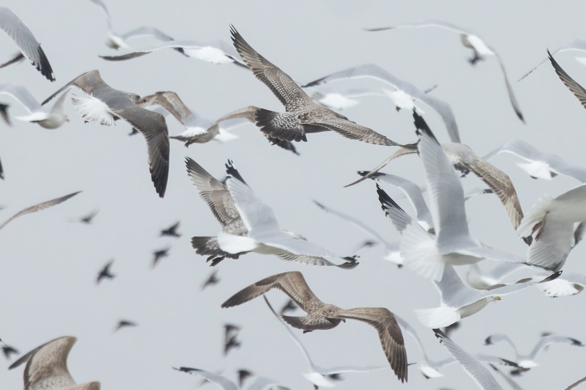 American Herring Gull - ML647210314