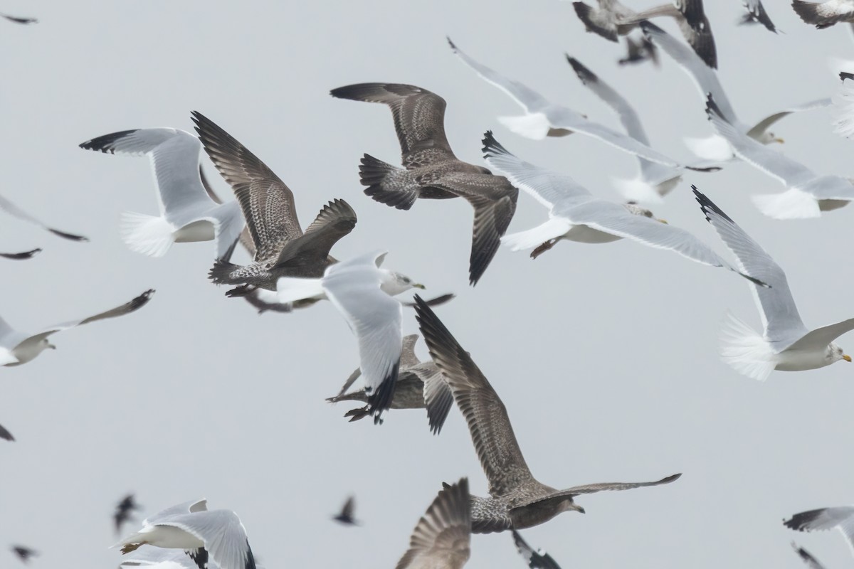 American Herring Gull - ML647210315