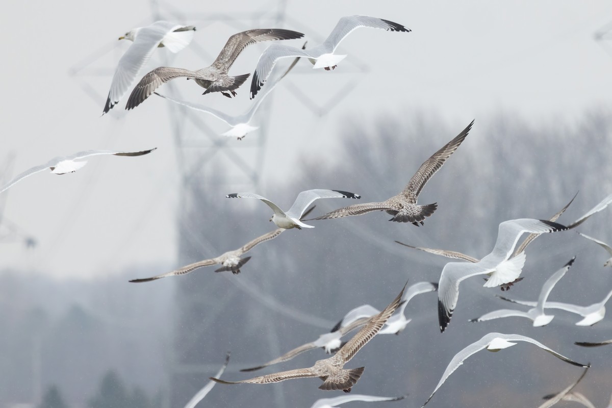 American Herring Gull - ML647210316