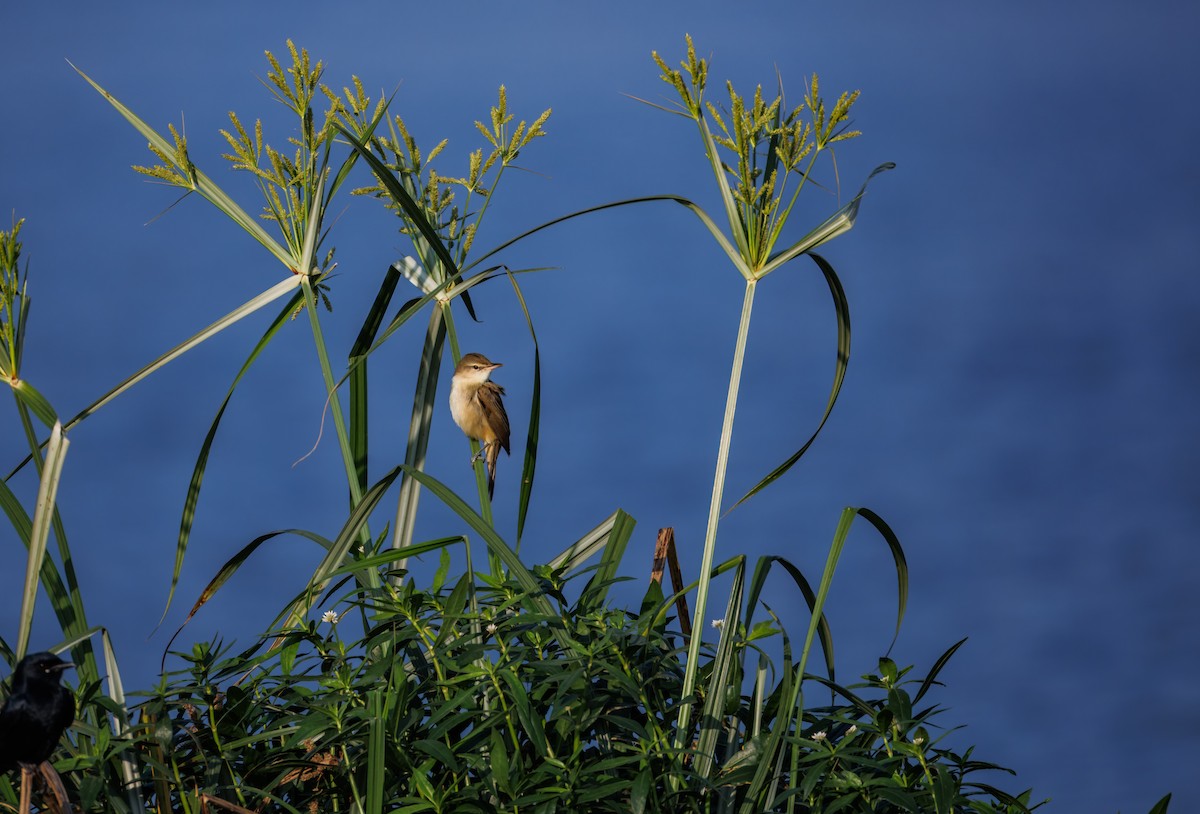 Clamorous Reed Warbler - ML647210349