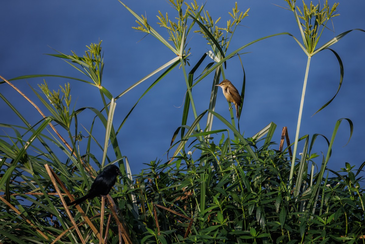 Clamorous Reed Warbler - ML647210350