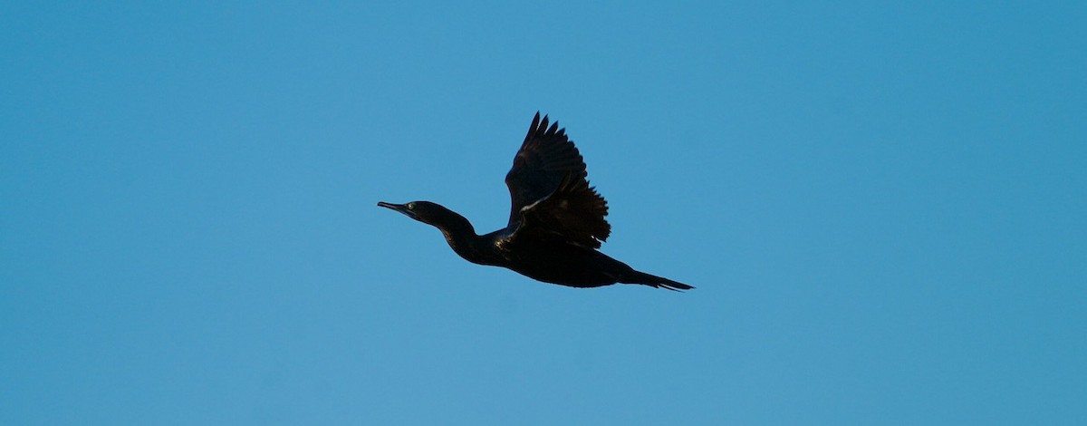 kormorán australský - ML647210352