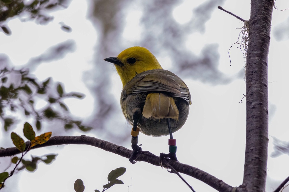 Yellowhead - ML647210393