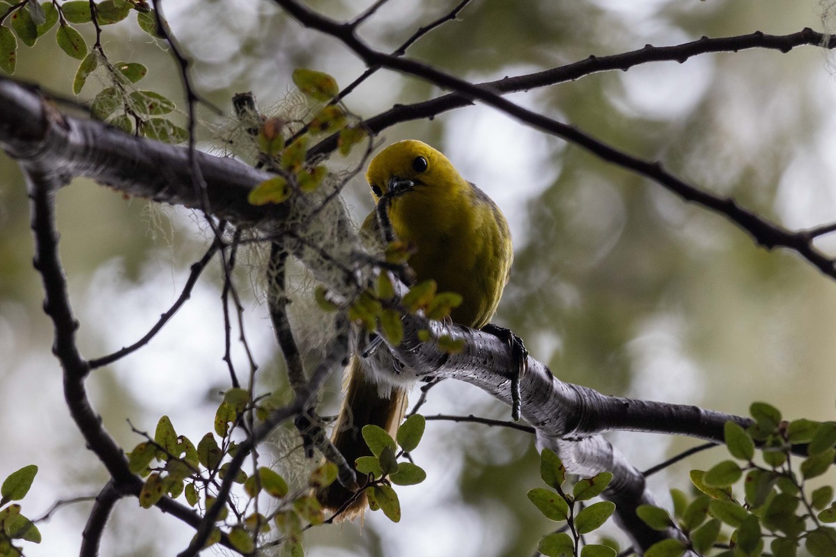 Yellowhead - ML647210395