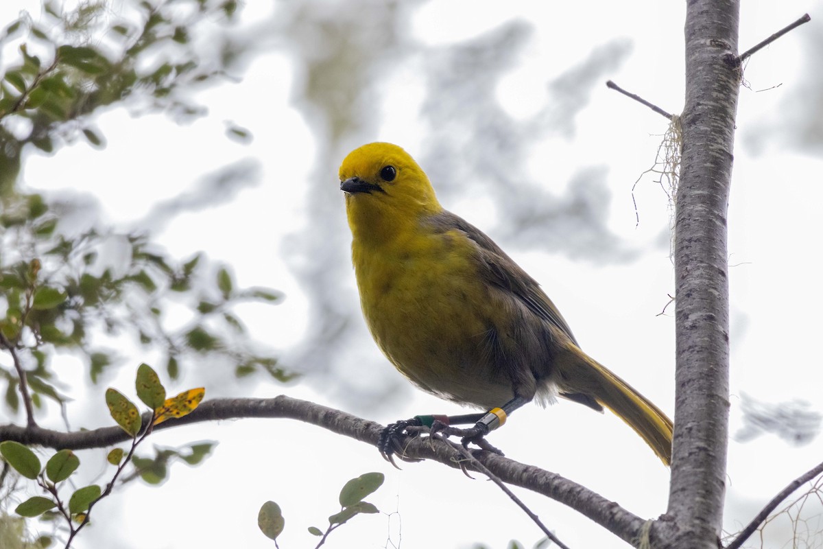 Yellowhead - ML647210396