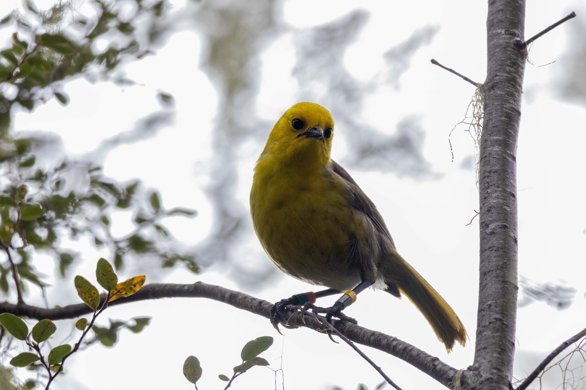 Yellowhead - ML647210397