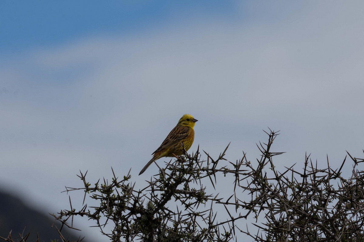 Berdantza horia - ML647210398