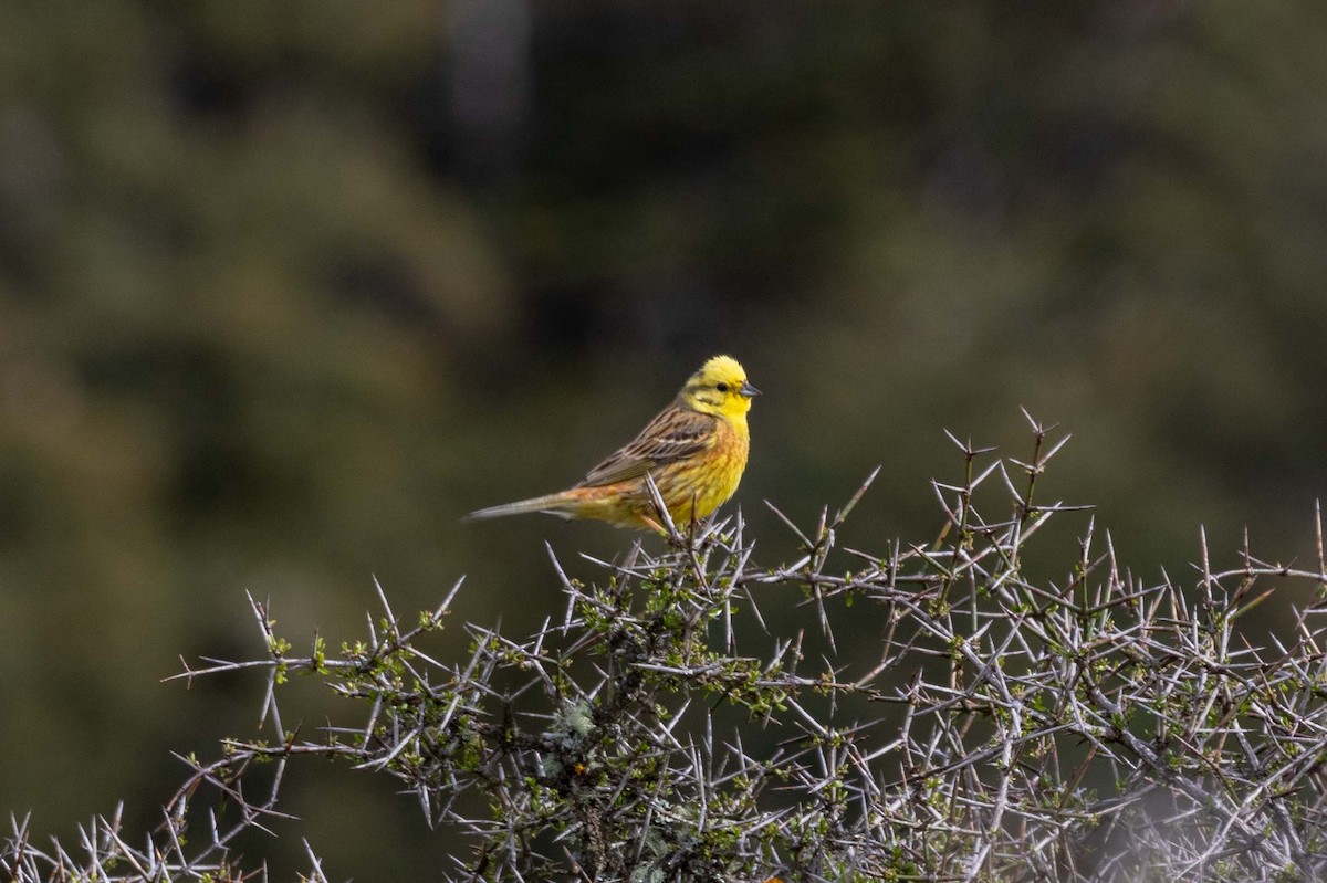 Berdantza horia - ML647210400