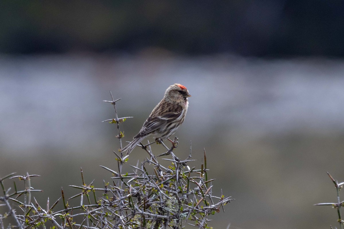 Redpoll (Lesser) - ML647210404