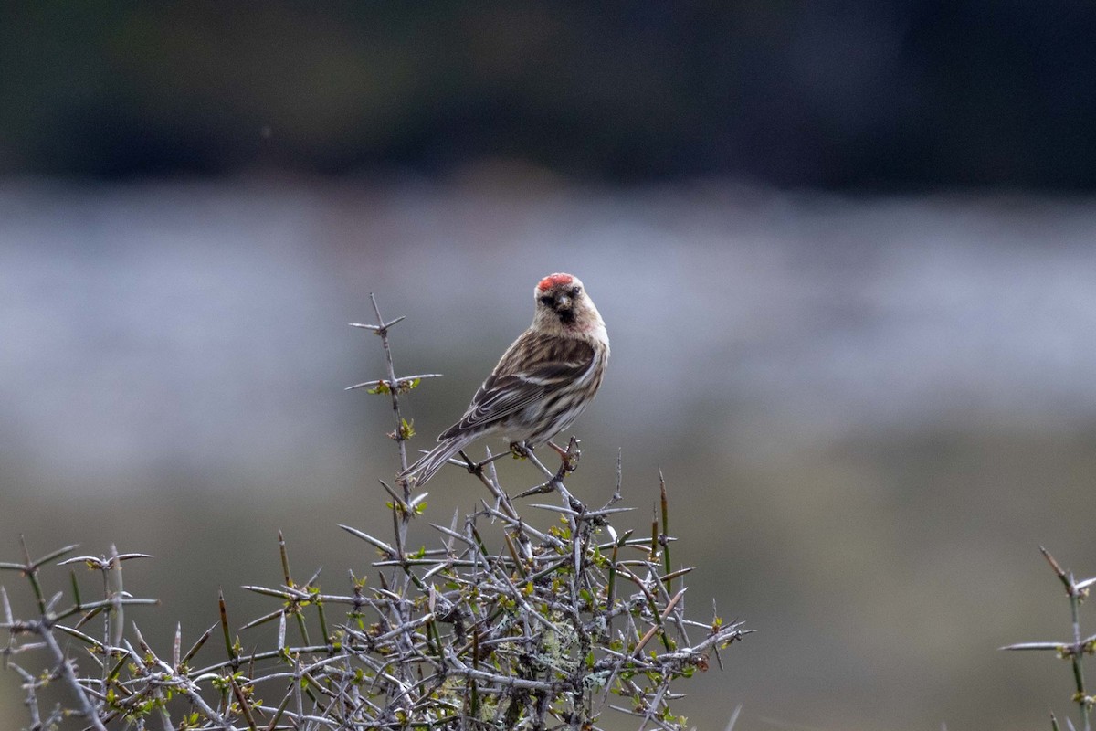 Redpoll (Lesser) - ML647210405