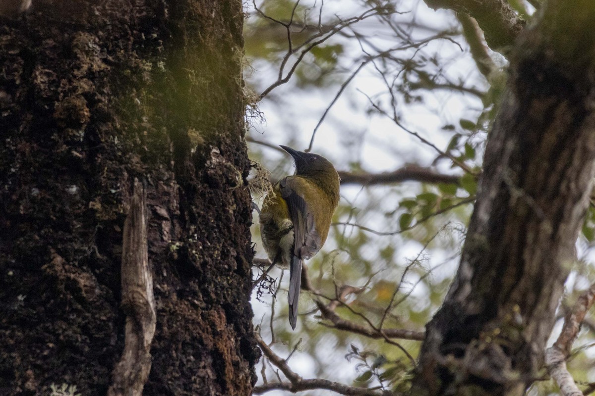 New Zealand Bellbird - ML647210406