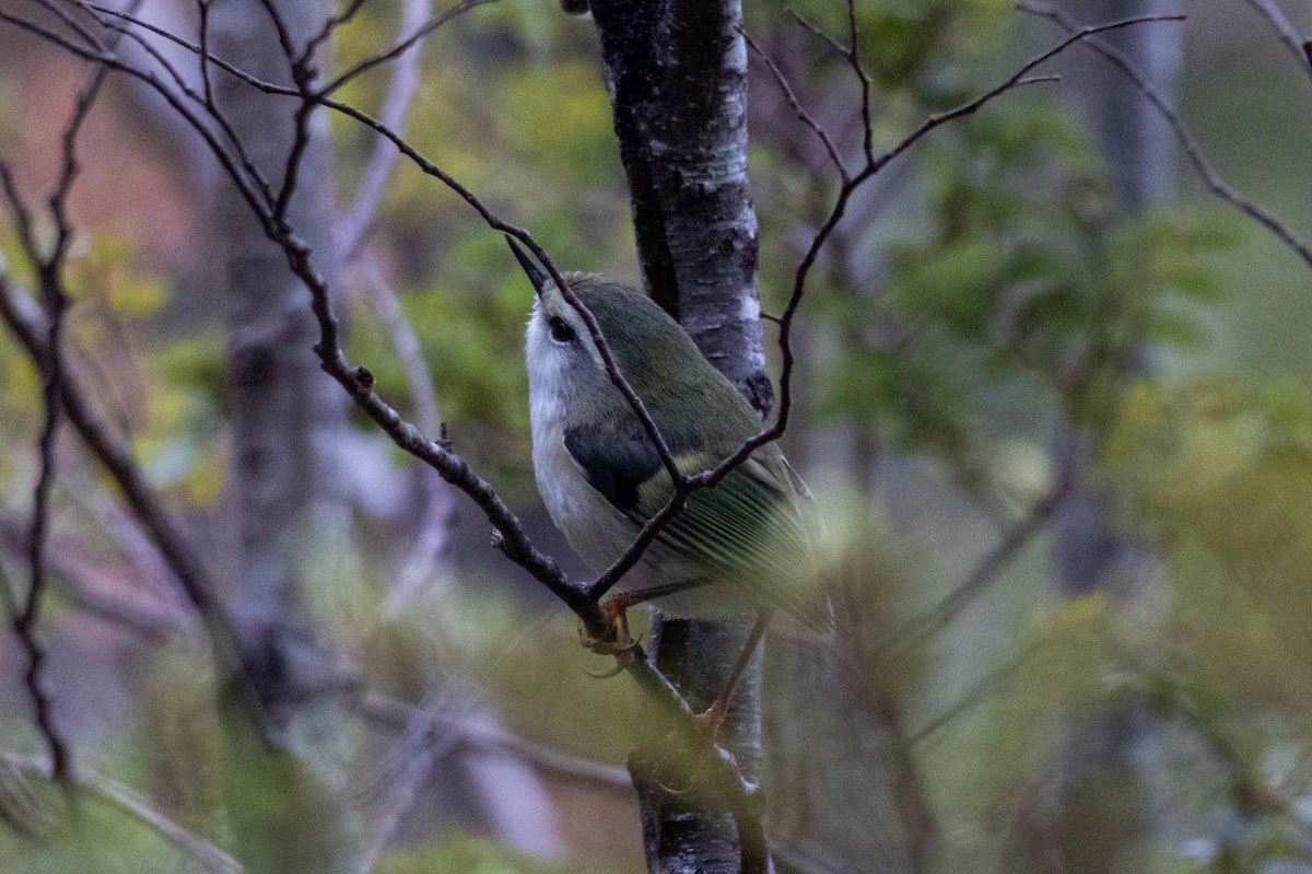 Rifleman - ML647210408