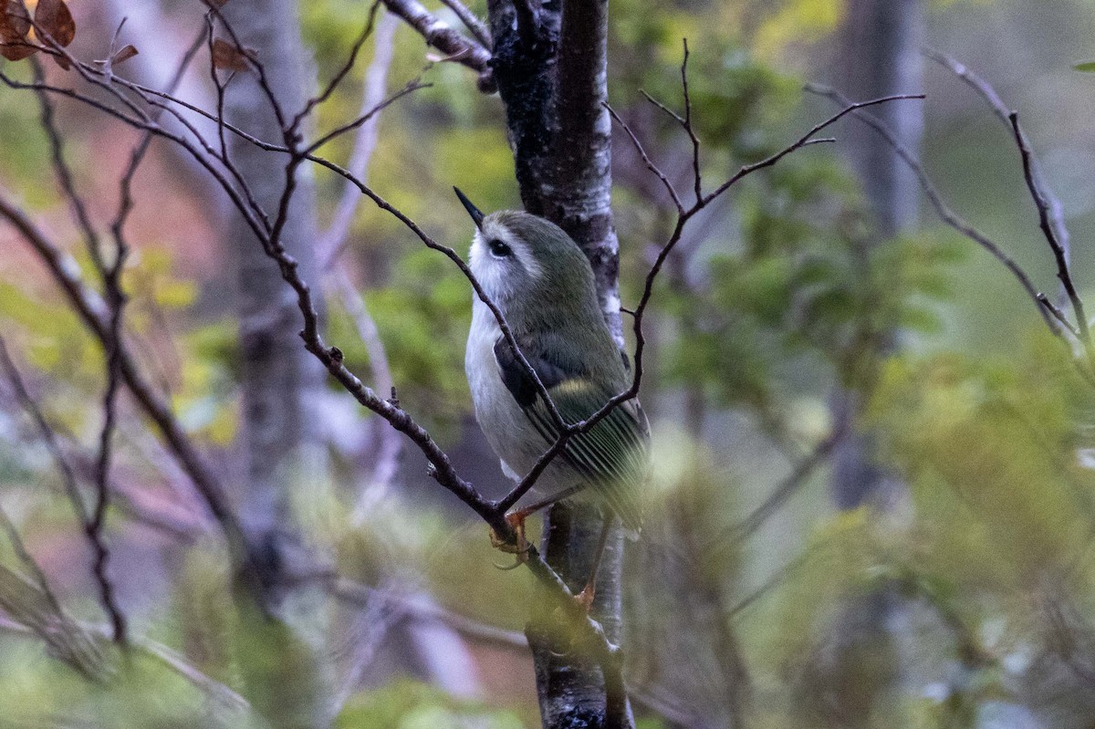 Rifleman - ML647210409