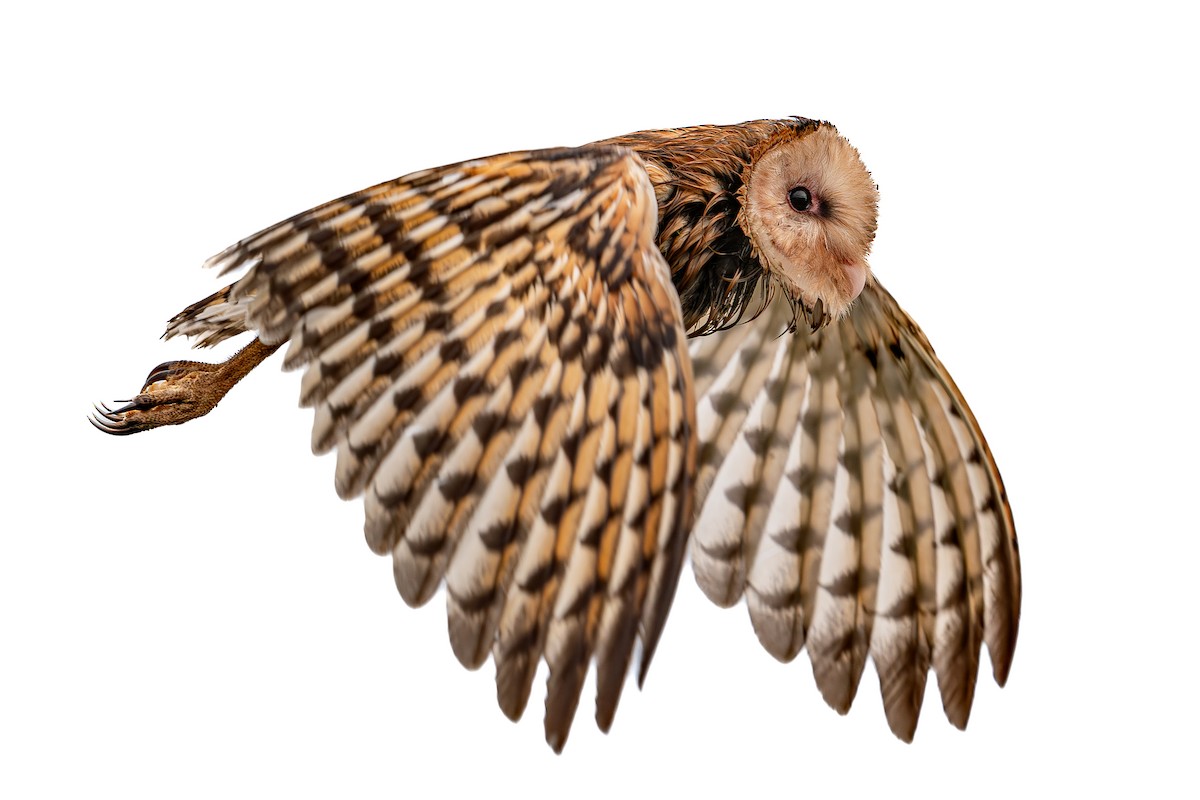 Australasian Grass-Owl - ML647210411