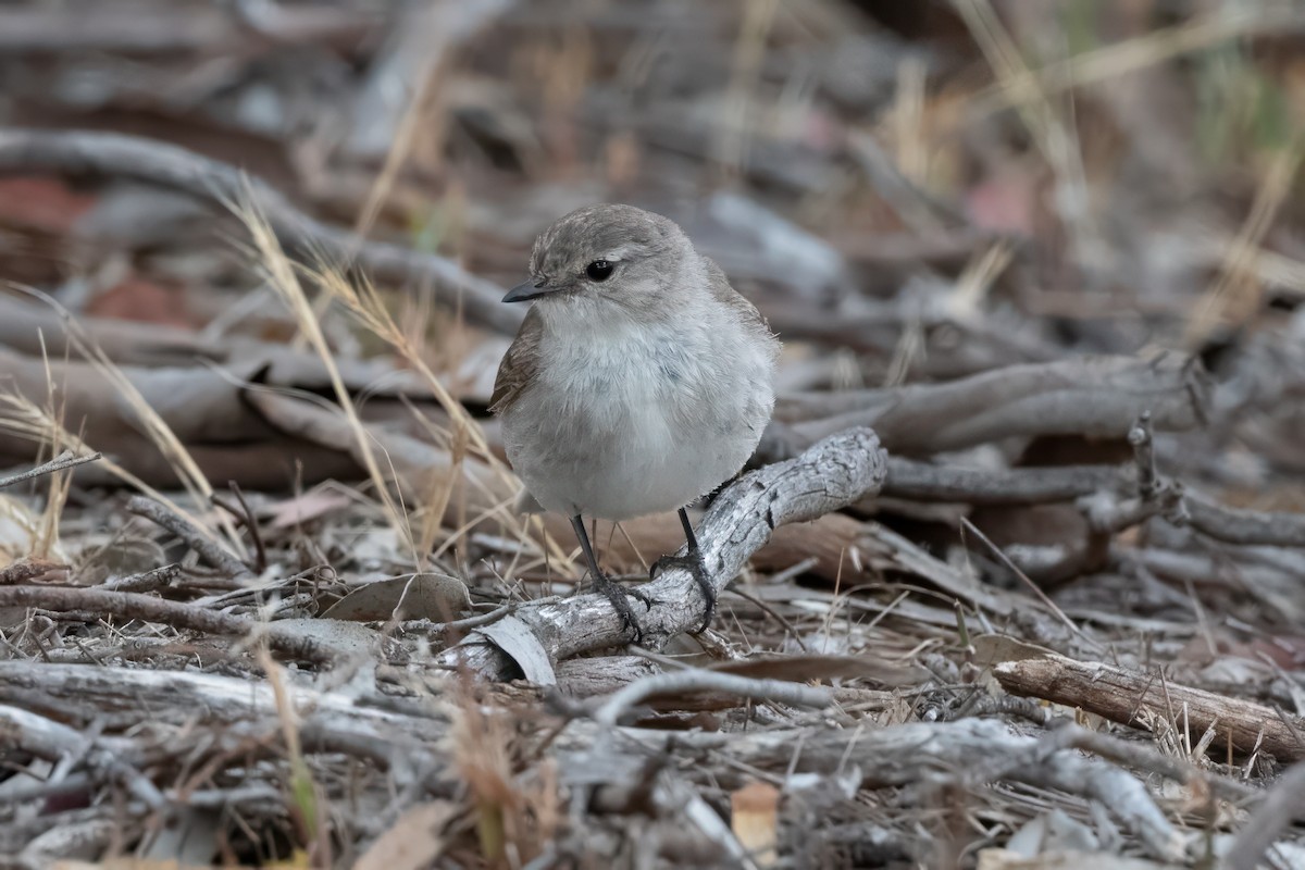 Avustalya Şakıcı Sinekkapanı - ML647210424