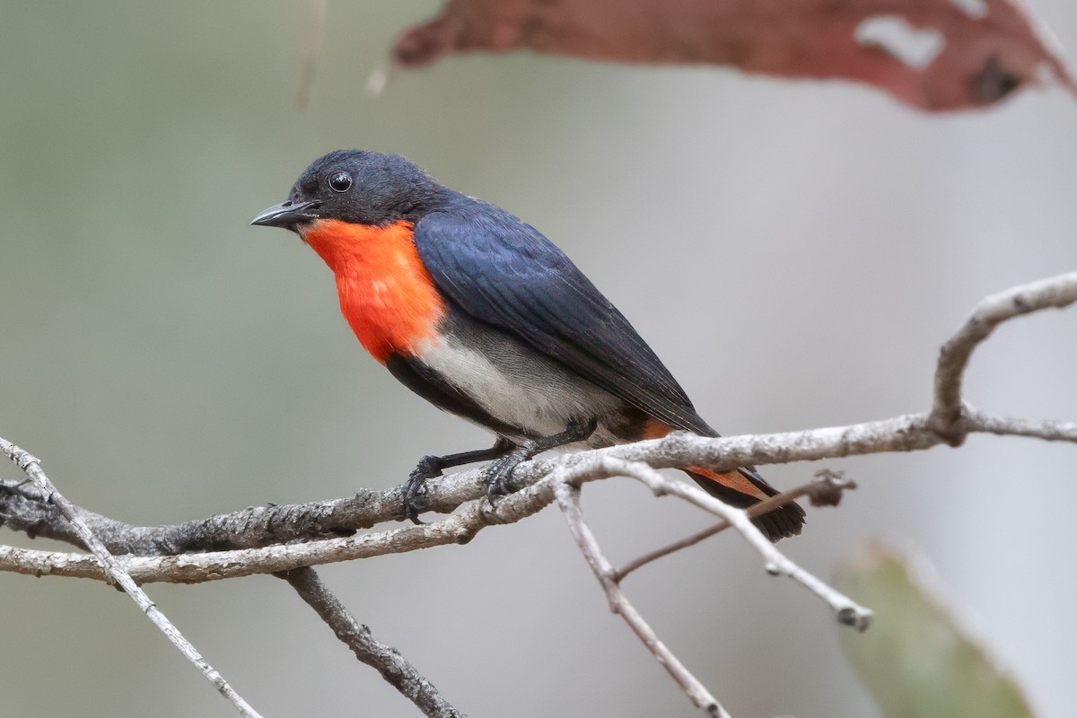 Mistletoebird - ML647210427