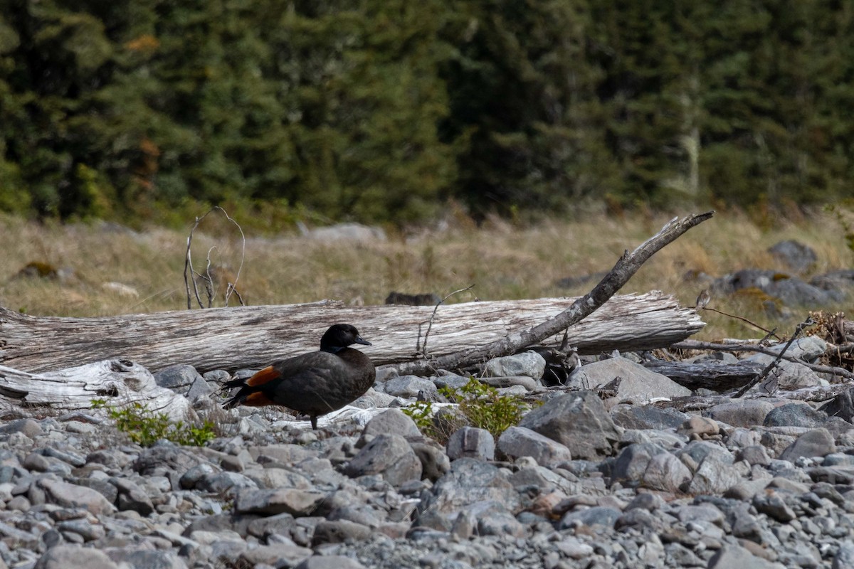 Paita maoria - ML647210430