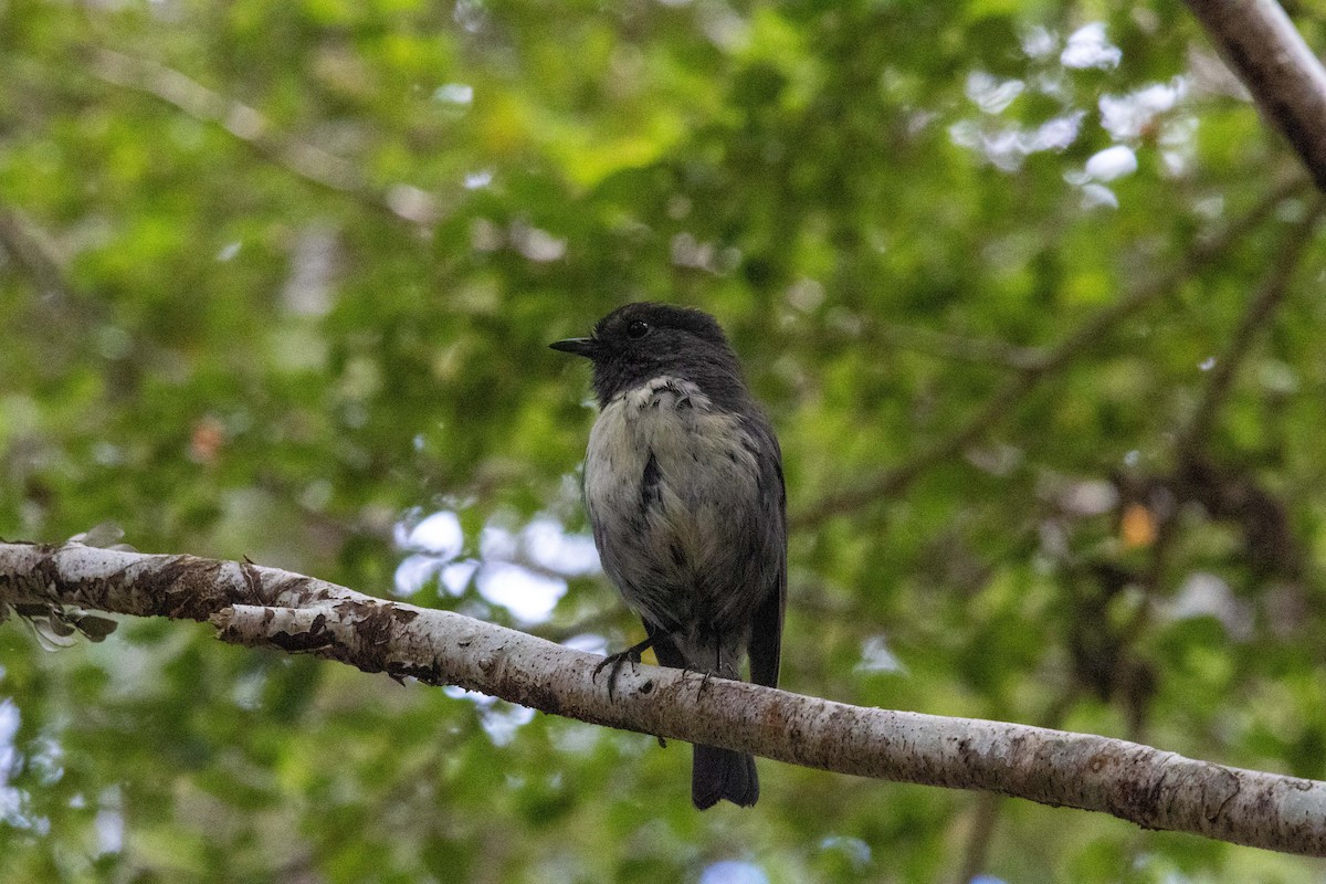 South Island Robin - ML647210437