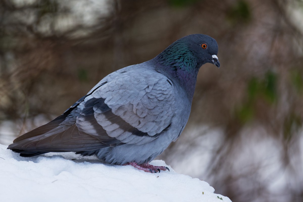 カワラバト（ドバト、家畜型） - ML647210438