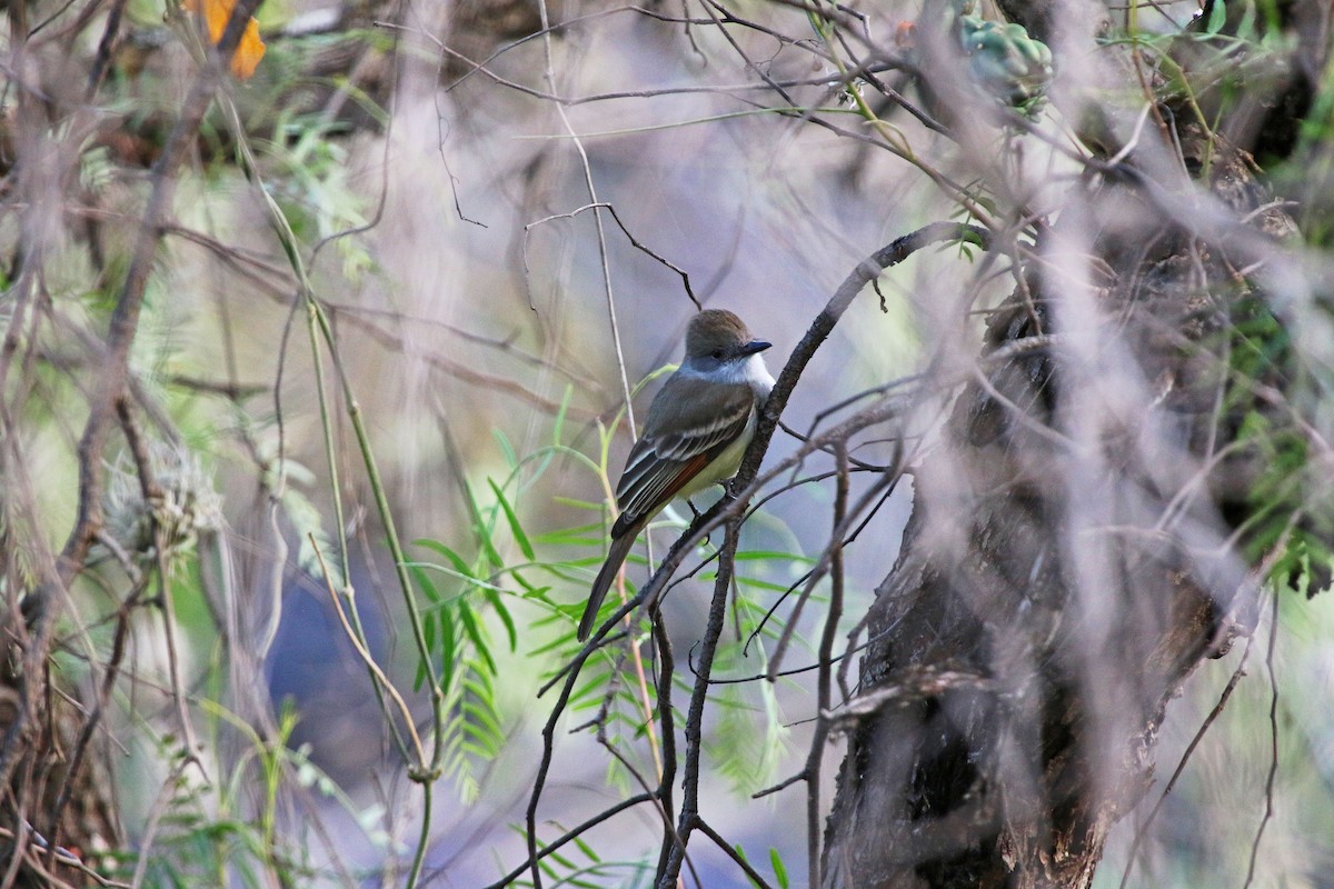 Ash-throated Flycatcher - ML647210439