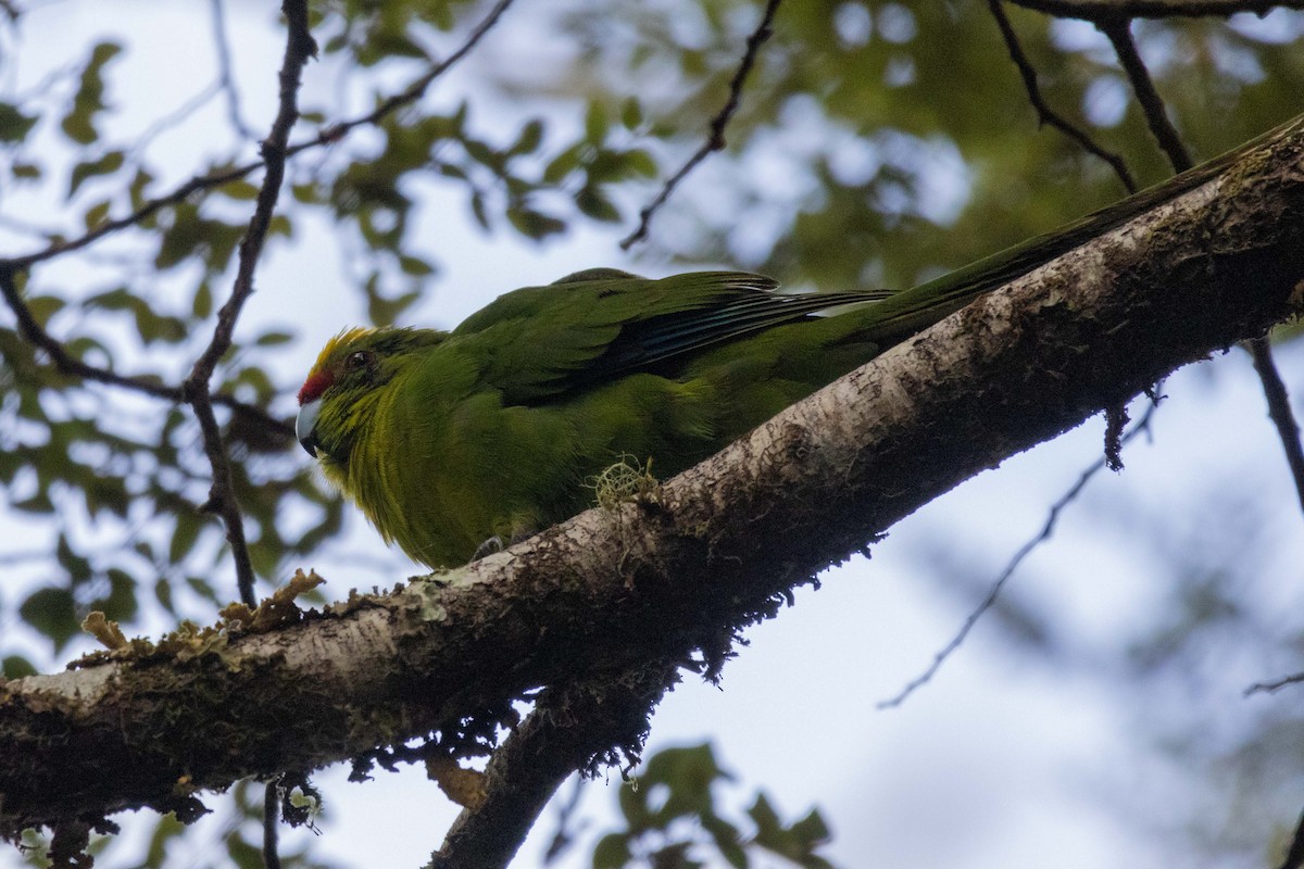 Yellow-crowned Parakeet - ML647210441