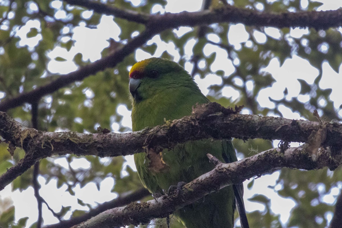 Yellow-crowned Parakeet - ML647210442
