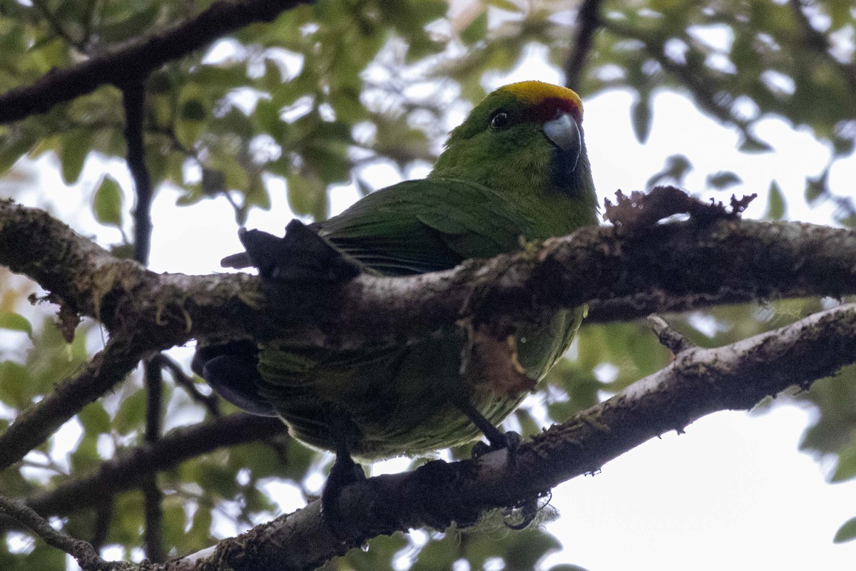 Yellow-crowned Parakeet - ML647210443