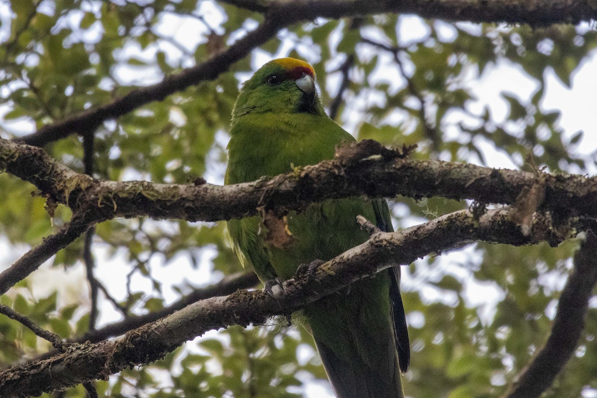 Yellow-crowned Parakeet - ML647210444