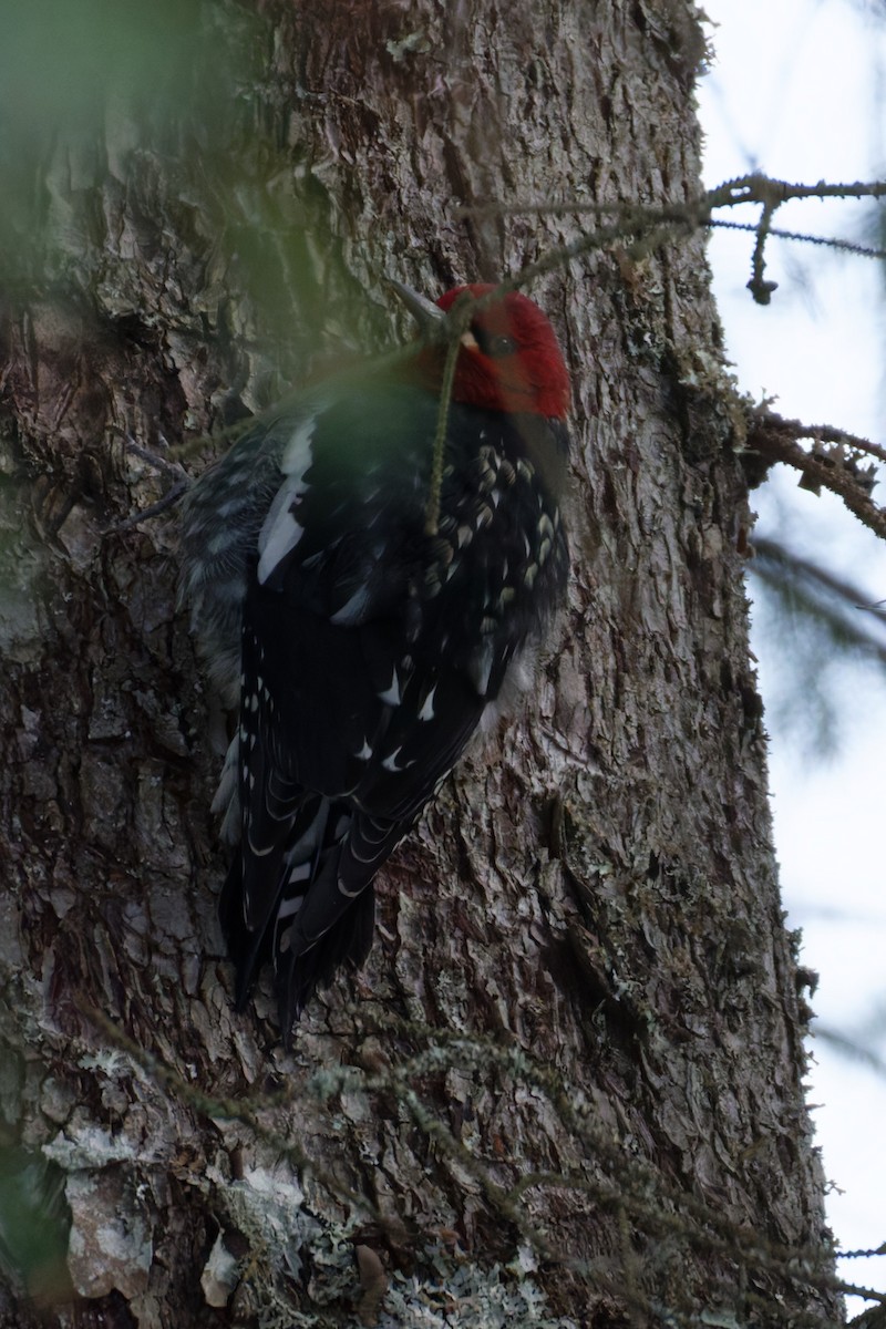 ムネアカシルスイキツツキ - ML647210445