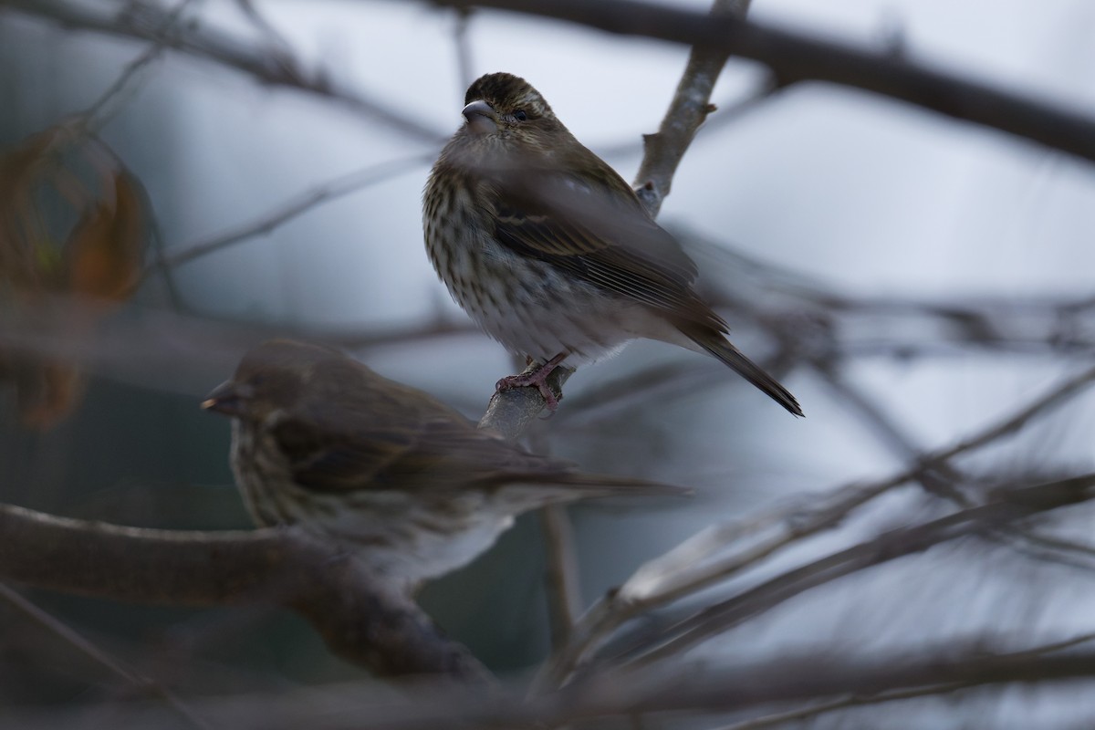 ムラサキマシコ - ML647210450