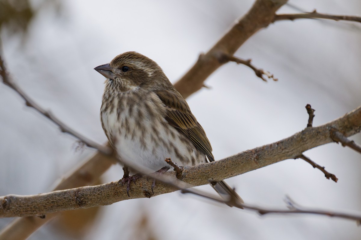 ムラサキマシコ - ML647210451