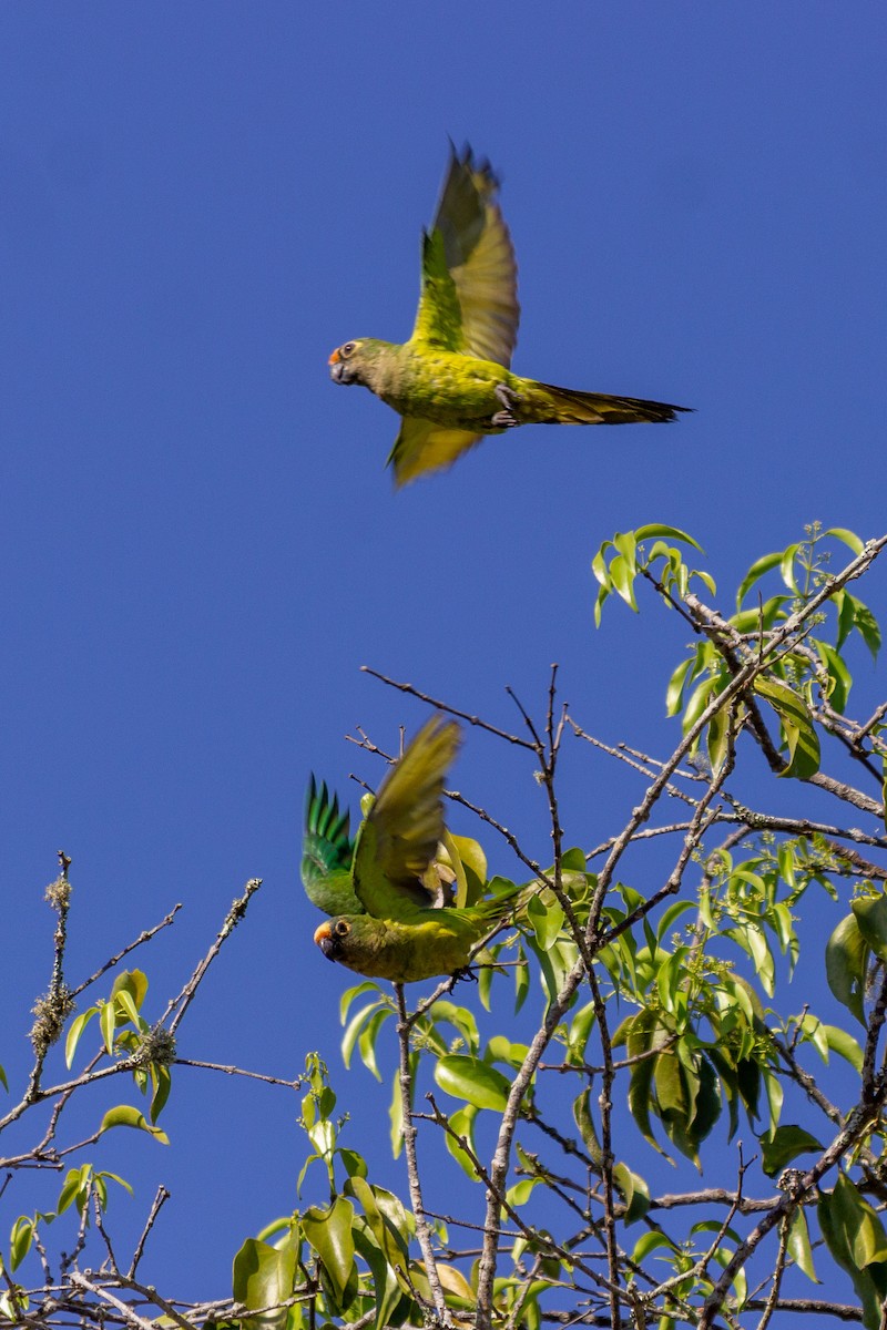 Peach-fronted Parakeet - ML647210452