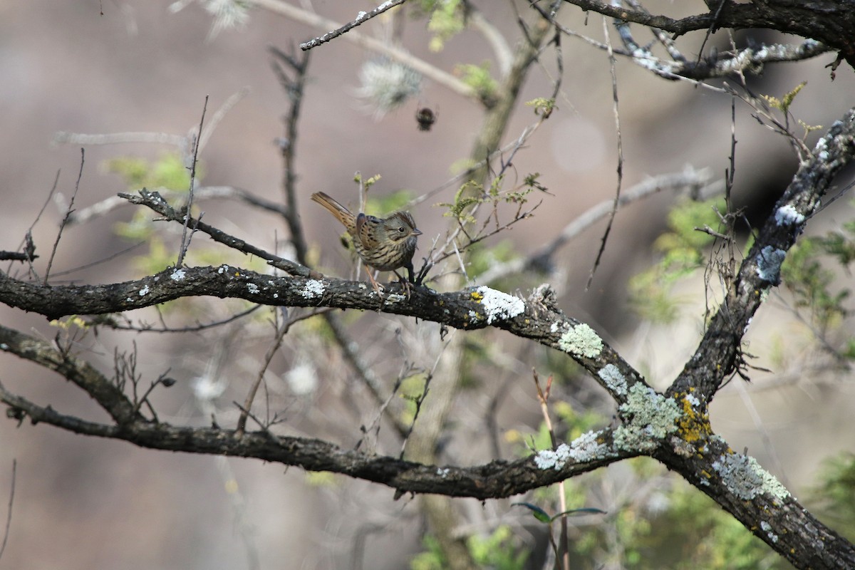Lincoln's Sparrow - ML647210458