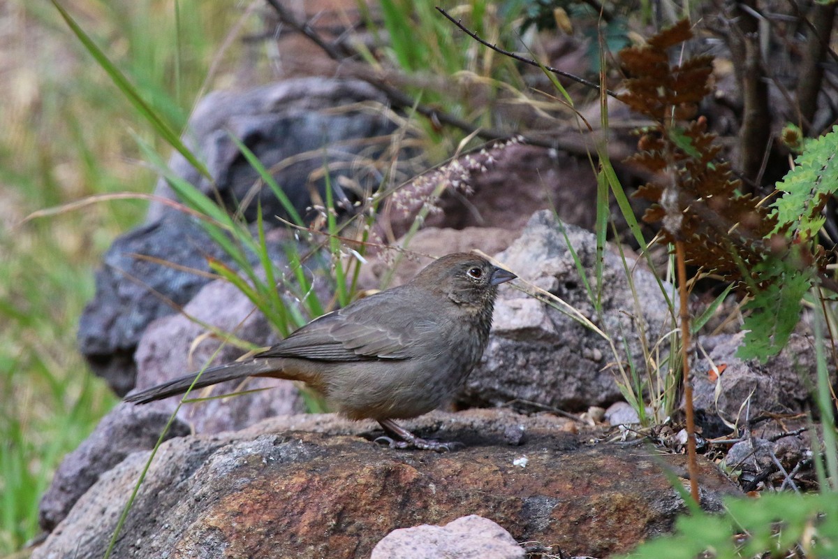 Canyon Towhee - ML647210462