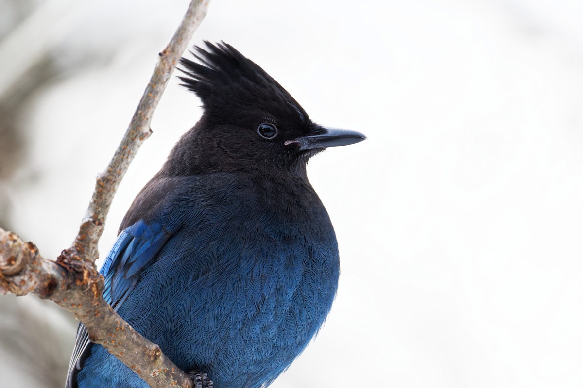 Steller Kargası - ML647210463