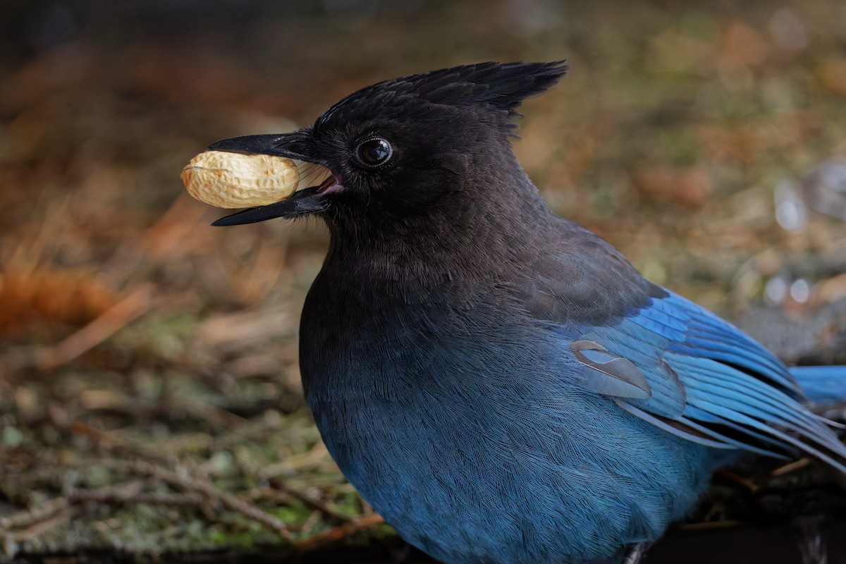 Steller Kargası - ML647210464