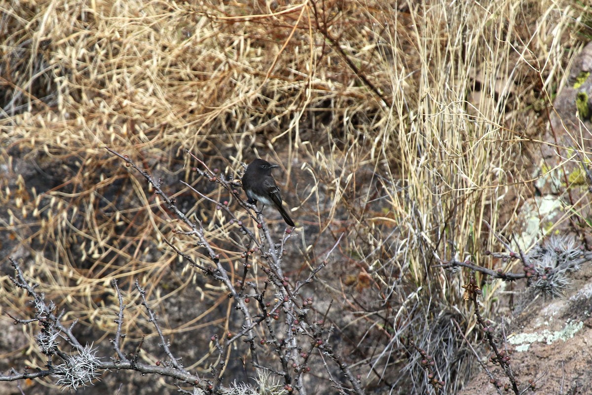 Black Phoebe - ML647210483