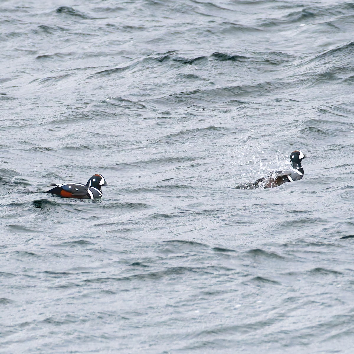 Ahate arlekina - ML647210485