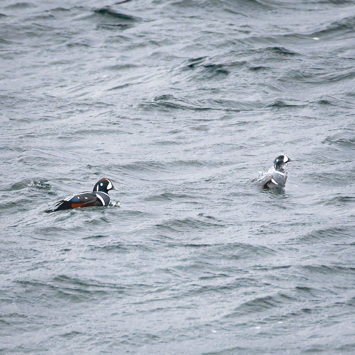 Ahate arlekina - ML647210487