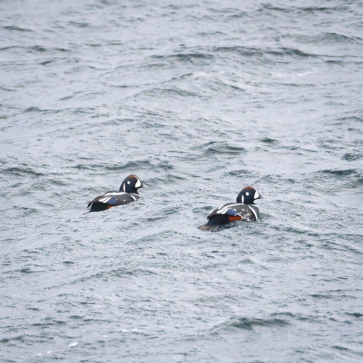 Ahate arlekina - ML647210488