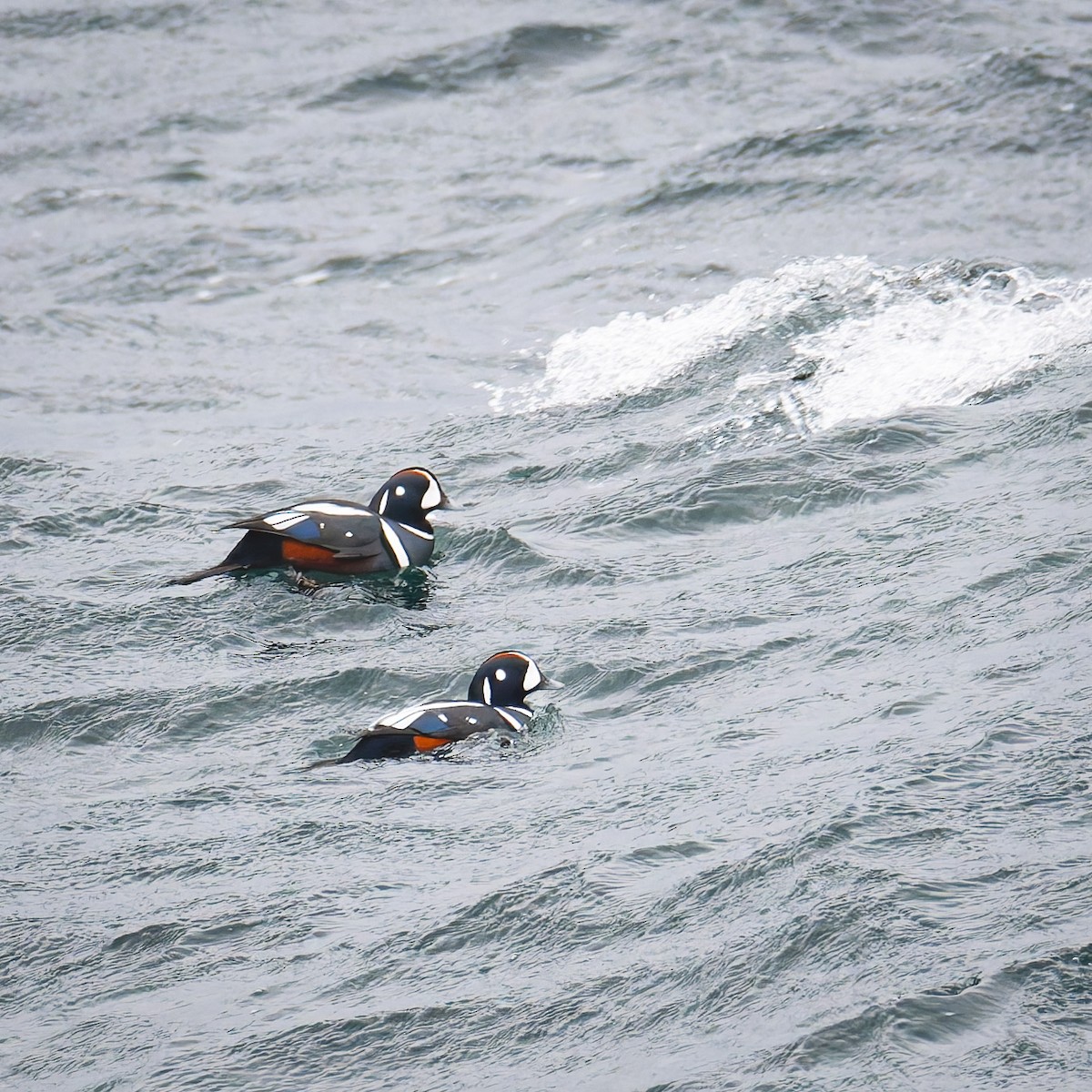 Ahate arlekina - ML647210489