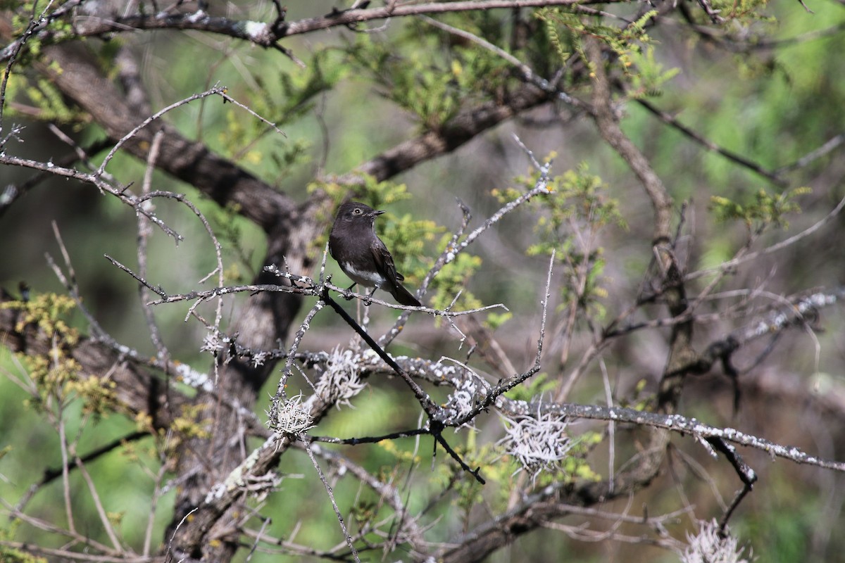 Black Phoebe - ML647210491