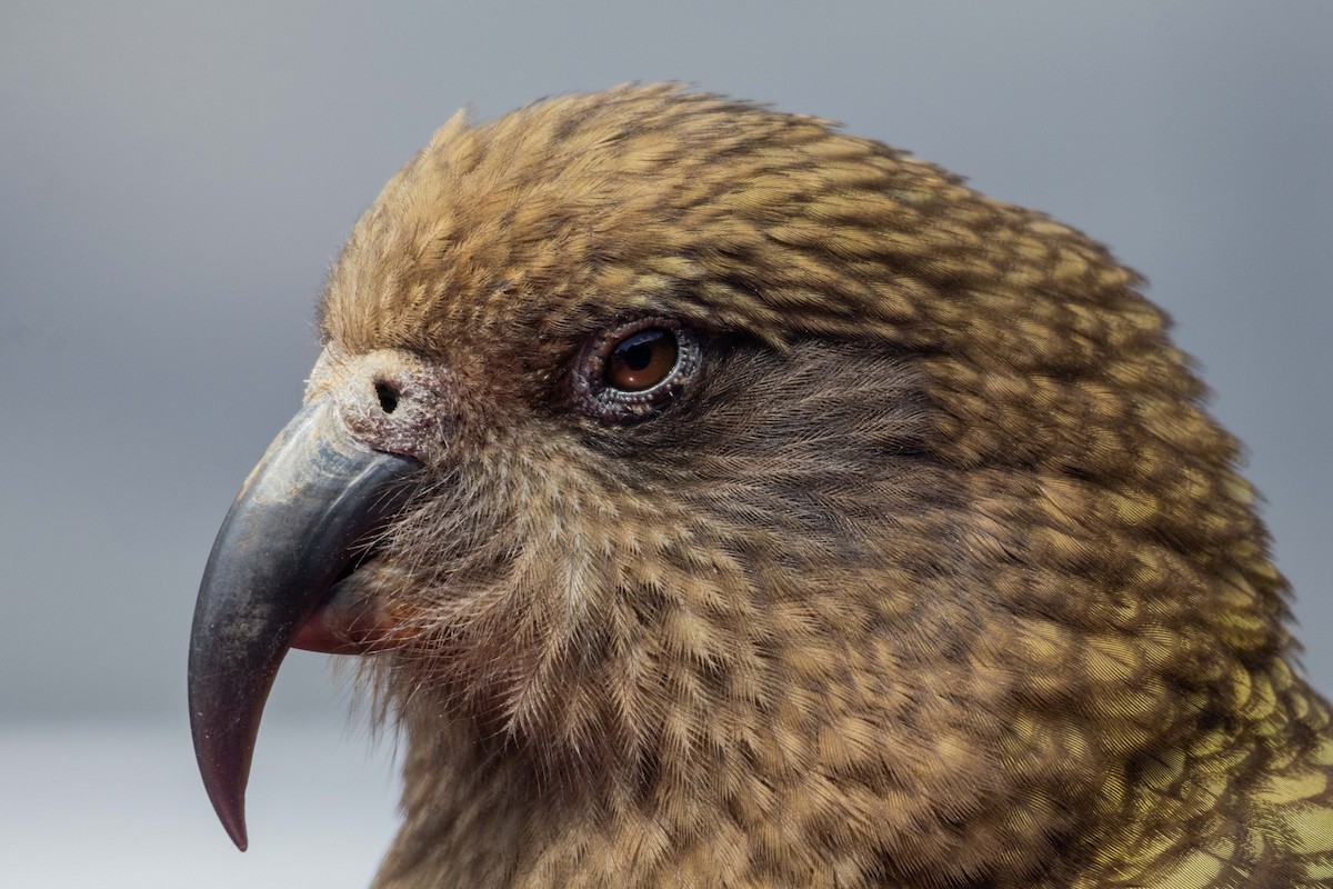 Kea - ML647210493
