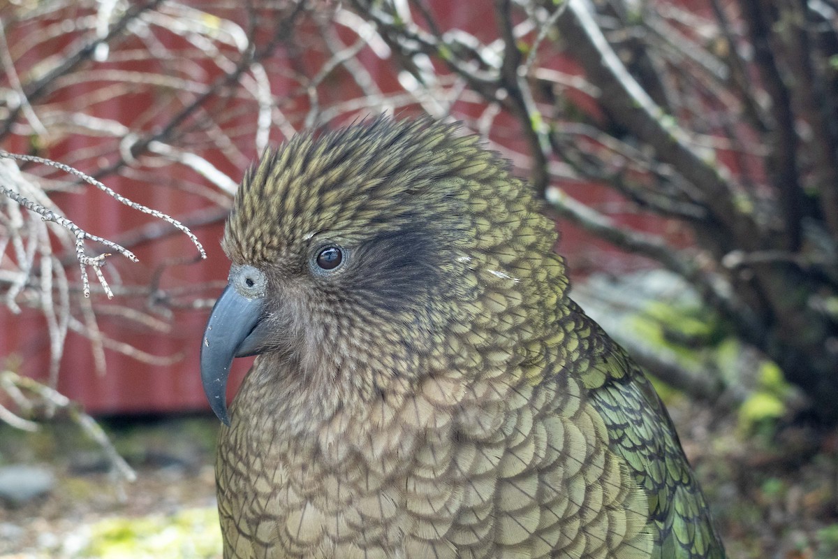 Kea - ML647210494