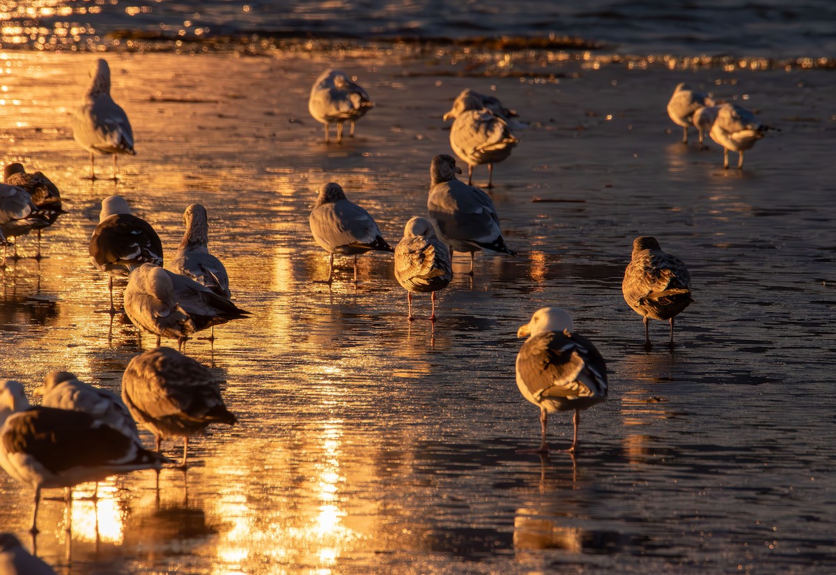 שחף בלתי-מזוהה - ML647210495